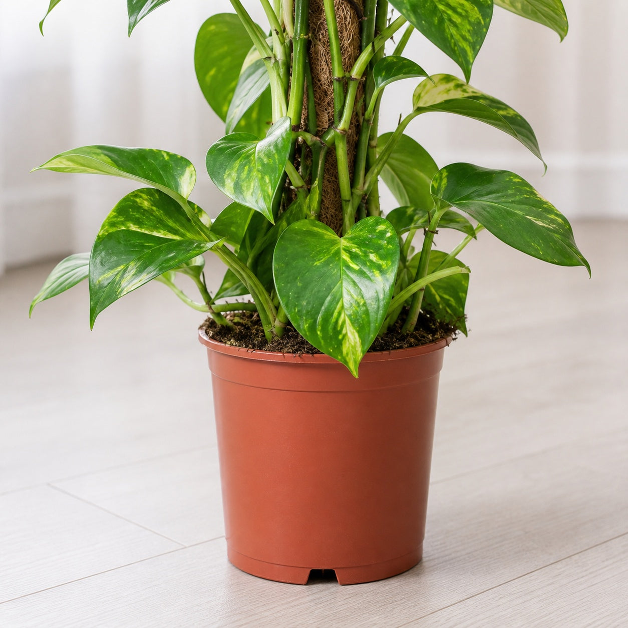 Efeutute am Moosstab - Epipremnum aureum - Höhe ca. 80 cm, Topf-Ø 19 cm