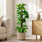 Efeutute am Moosstab - Epipremnum aureum - Höhe ca. 80 cm, Topf-Ø 19 cm