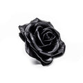 10er-Set Wachsrose - Black