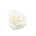 12er Set Wachsrose - Soft White