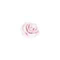 12er Set Wachsrose - Lilac Soft