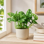 Fensterblatt - Monstera 'Monkey' - Topfgröße 12 cm, Höhe ca. 25 cm