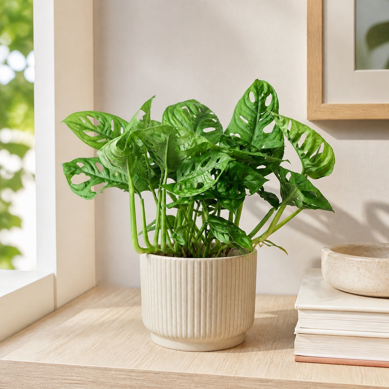 Fensterblatt - Monstera 'Monkey' - Topfgröße 12 cm, Höhe ca. 25 cm