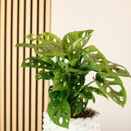 Fensterblatt - Monstera 'Monkey' - Topfgröße 12 cm, Höhe ca. 25 cm