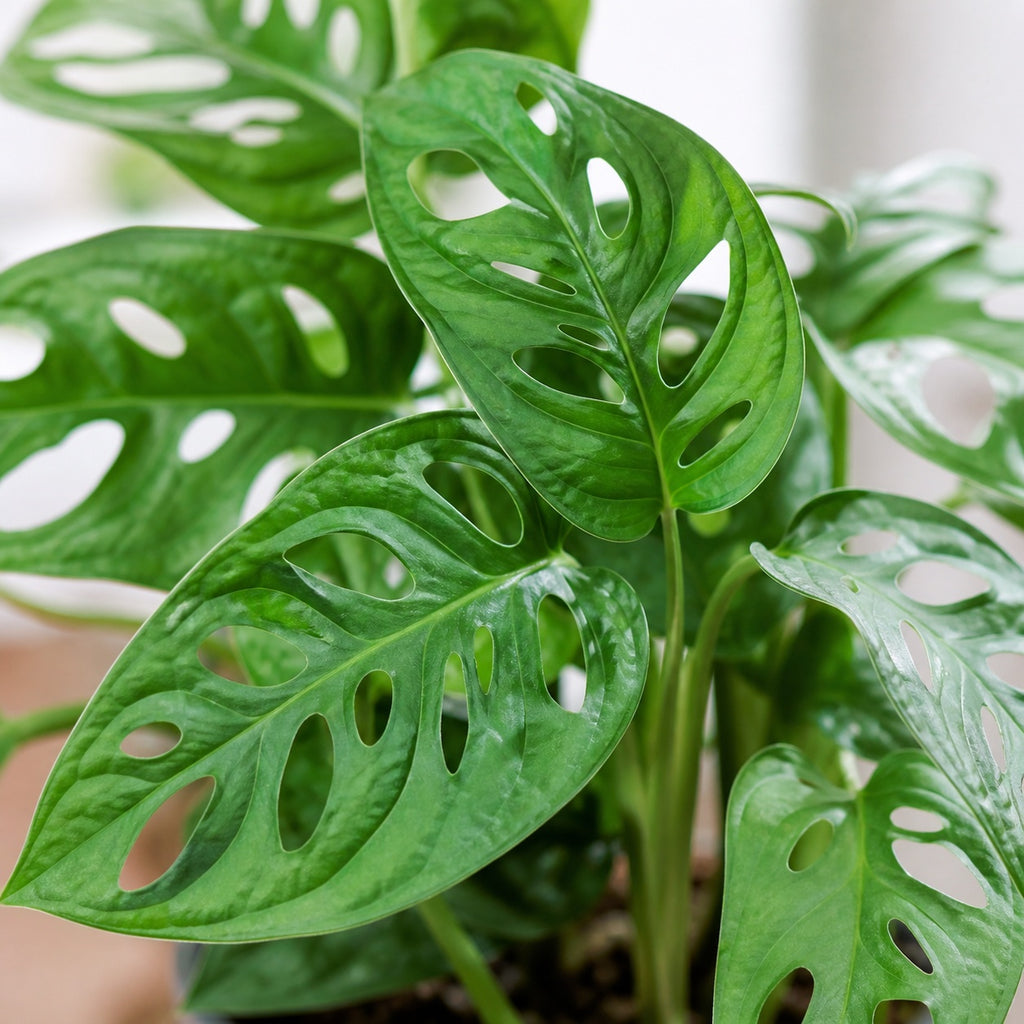 Fensterblatt - Monstera 'Monkey' - Topfgröße 12 cm, Höhe ca. 25 cm