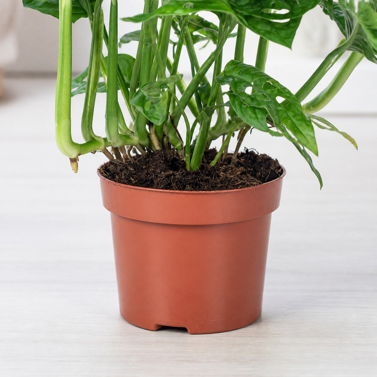 Fensterblatt - Monstera 'Monkey' - Topfgröße 12 cm, Höhe ca. 25 cm