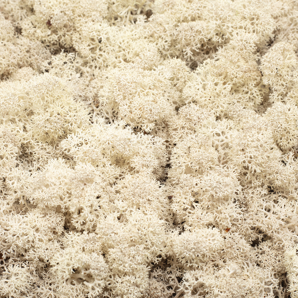 Karton Islandmoos Natur - 500g
