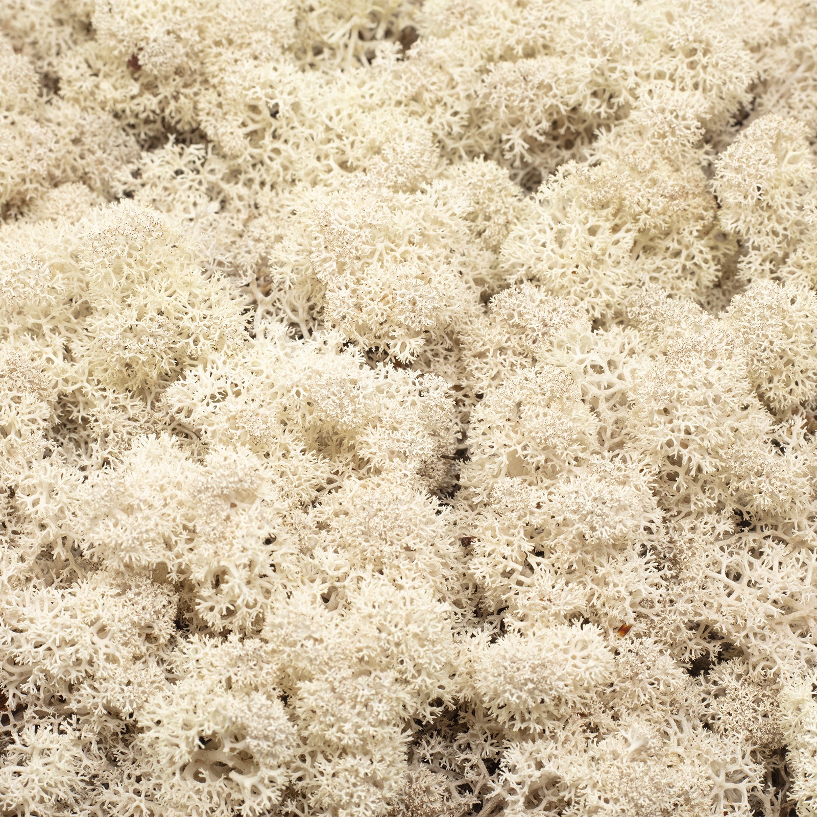 Karton Islandmoos Natur - 500g