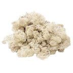Karton Islandmoos Natur - 500g