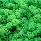 Boîte de mousse de renne verte - 500 g