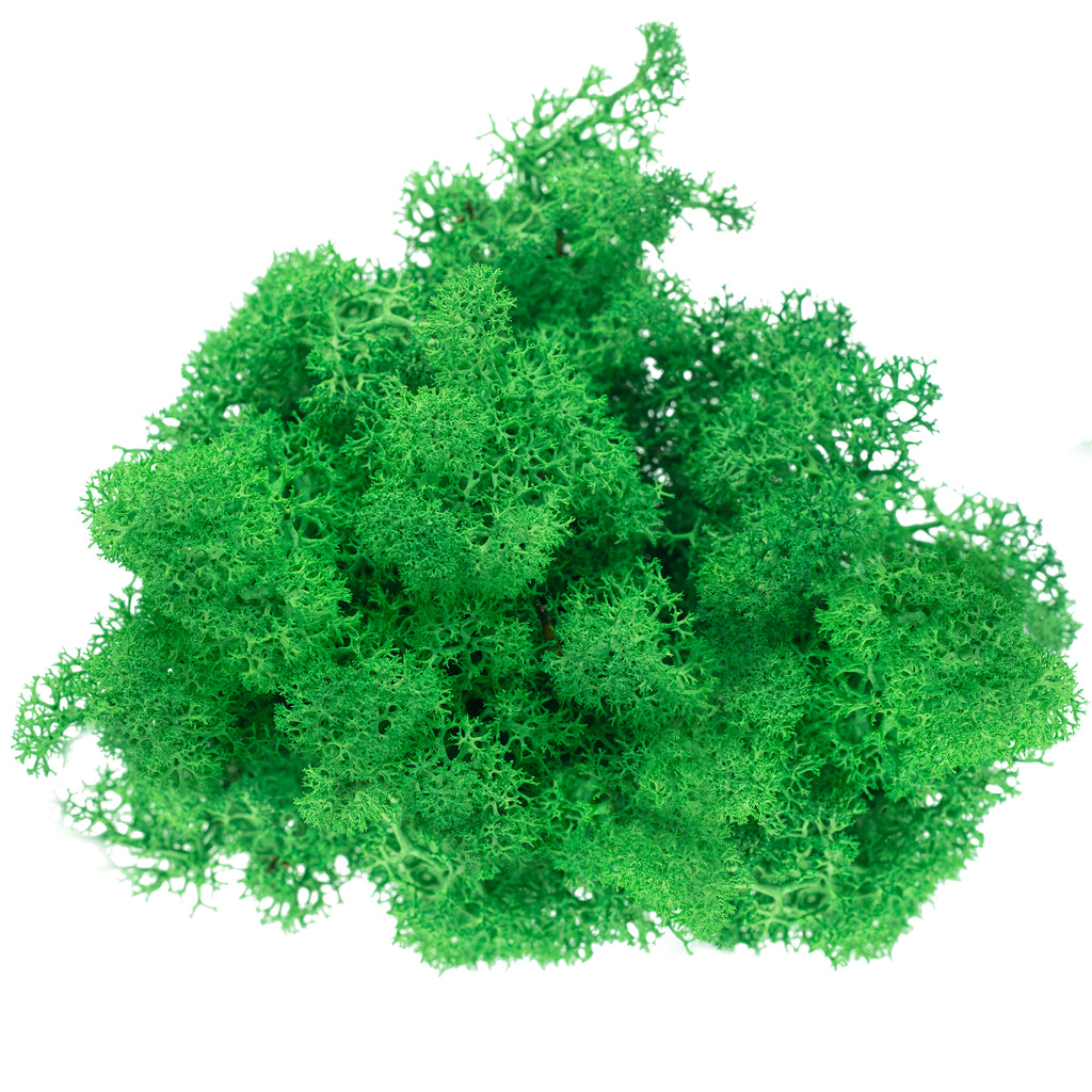 Boîte de mousse de renne verte - 500 g