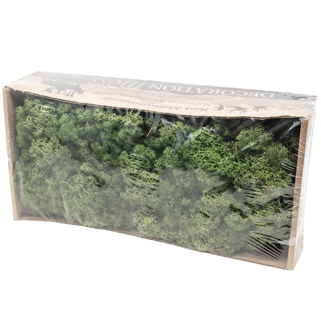 Box of Iceland moss moss green - 500g