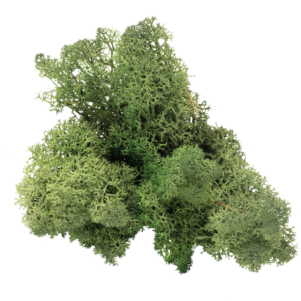 Box of Iceland moss moss green - 500g