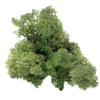 Box of Iceland moss moss green - 500g