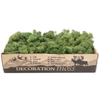 Box of Iceland moss moss green - 500g