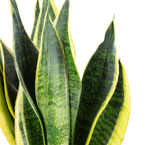 Lot de 2 sansevierias trifasciata Laurentii - Hauteur env. 45 cm, diamètre du pot 14 cm