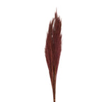 Ginstergras dunkelrot - Thysanolaena - Länge 90-105 cm - 100g