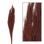 Ginstergras dunkelrot - Thysanolaena - Länge 90-105 cm - 100g