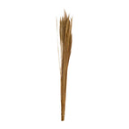 Balai à balais naturel - Thysanolaena - longueur 90-105 cm - 100 g