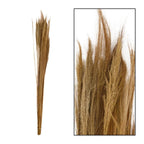 Ginstergras natur - Thysanolaena - Länge 90-105 cm - 100g