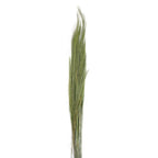 Thysanolaena (herbe à balais verte) - Longueur : 90-105 cm - 100 g