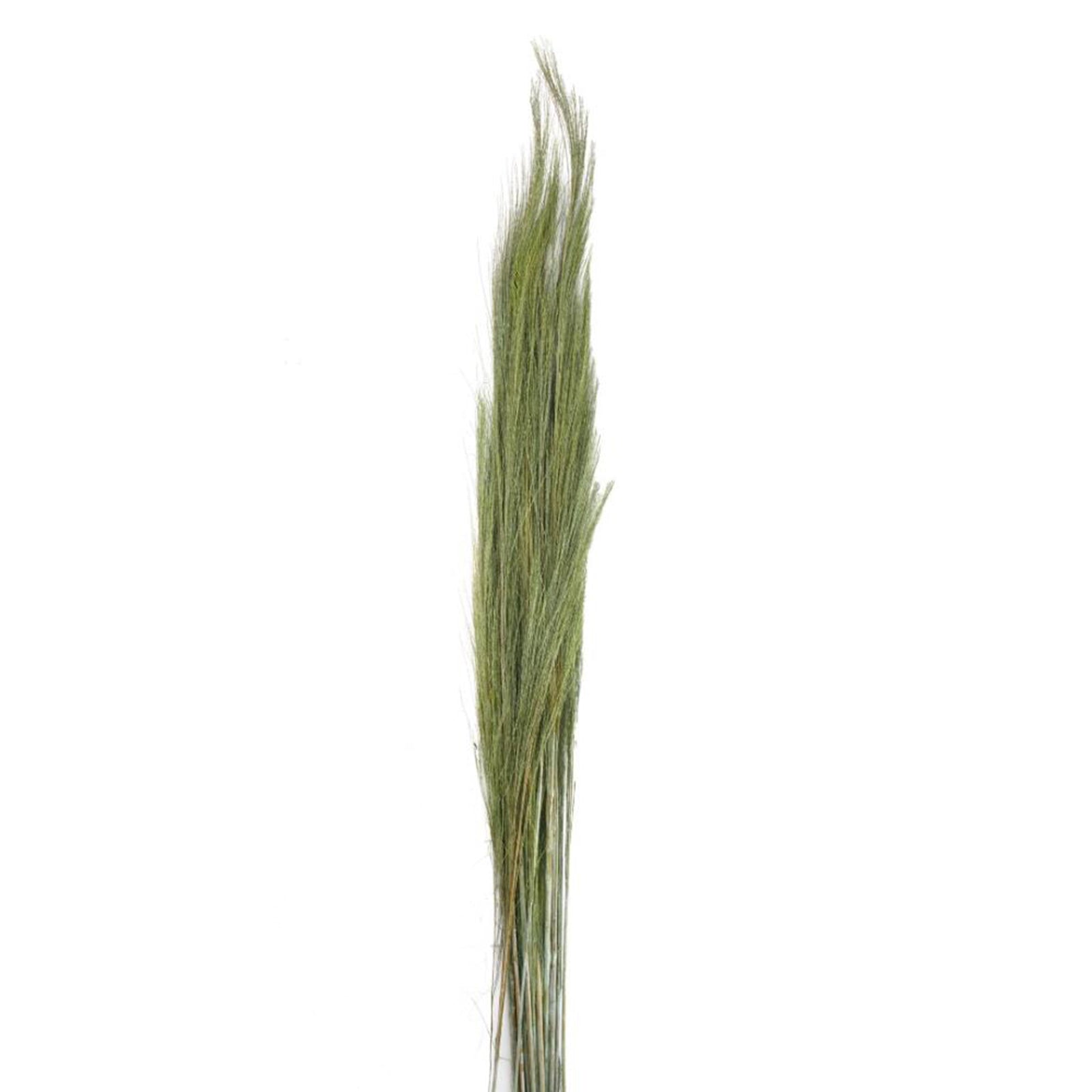 Green broom grass - Thysanolaena - Length 90-105 cm - 100g