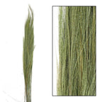 Thysanolaena (herbe à balais verte) - Longueur : 90-105 cm - 100 g