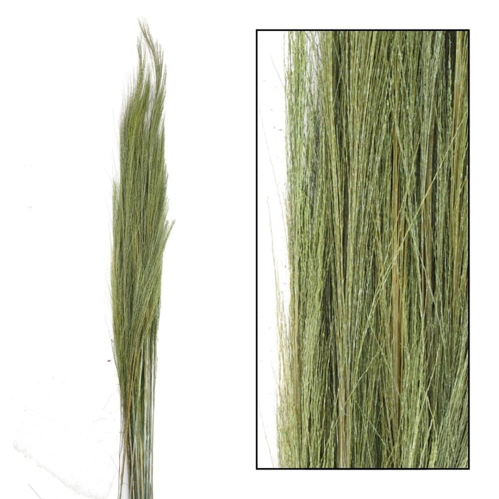 Green broom grass - Thysanolaena - Length 90-105 cm - 100g