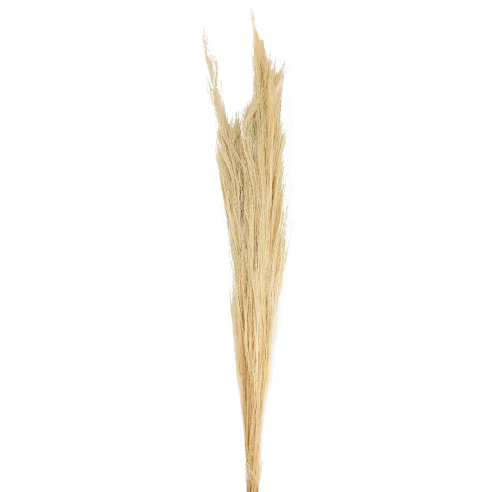 Bleached broom grass - Thysanolaena - Length 90-105 cm - 100g
