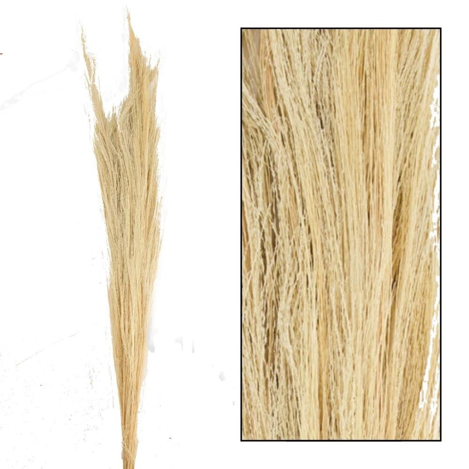 Bleached broom grass - Thysanolaena - Length 90-105 cm - 100g