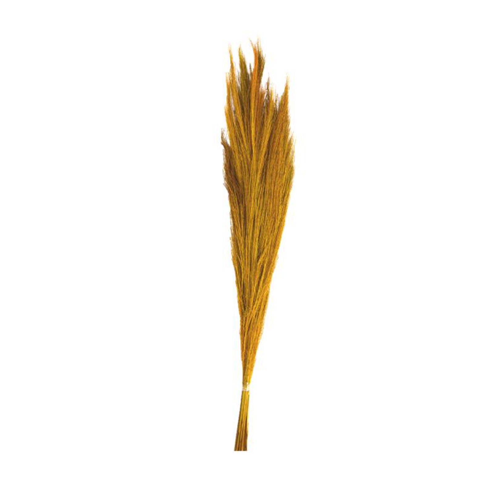 Ginstergras gelb - Thysanolaena - Länge 90-105 cm - 100g