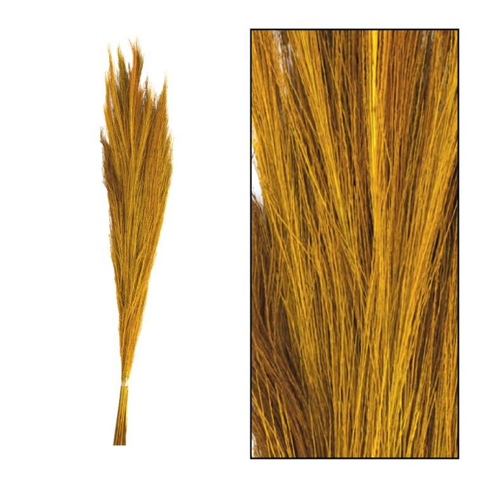 Yellow broom grass - Thysanolaena - Length 90-105 cm - 100g