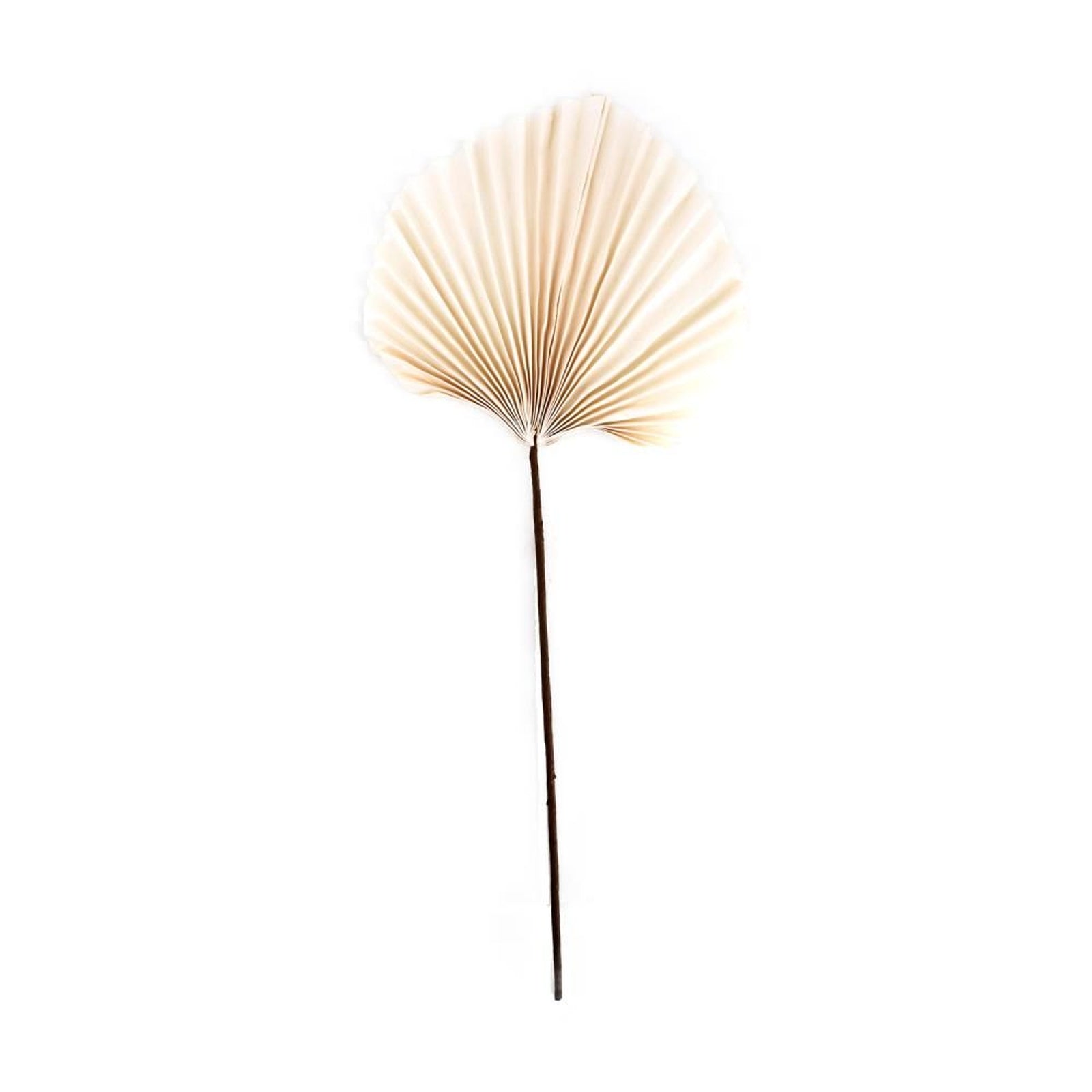 Trockenblumen - Leaf paper - 76x29x1 cm