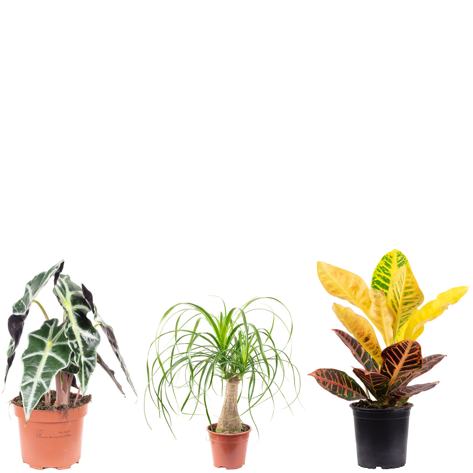 3er-Set Elefantenfuß, Wunderstrauch, Alocasia - Höhe ca. 25-40 cm, Topf-Ø 12-14 cm