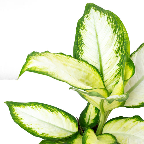 Ensemble de 3 plantes : caféier, pommier baumier, dieffenbachia - Hauteur env. 20-35 cm, diamètre du pot 9-12 cm