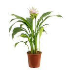 Kurkuma hellrosa - Curcuma alismatifolia 'Siam Sweet' - Höhe ca. 50 cm, Topf-Ø 15 cm
