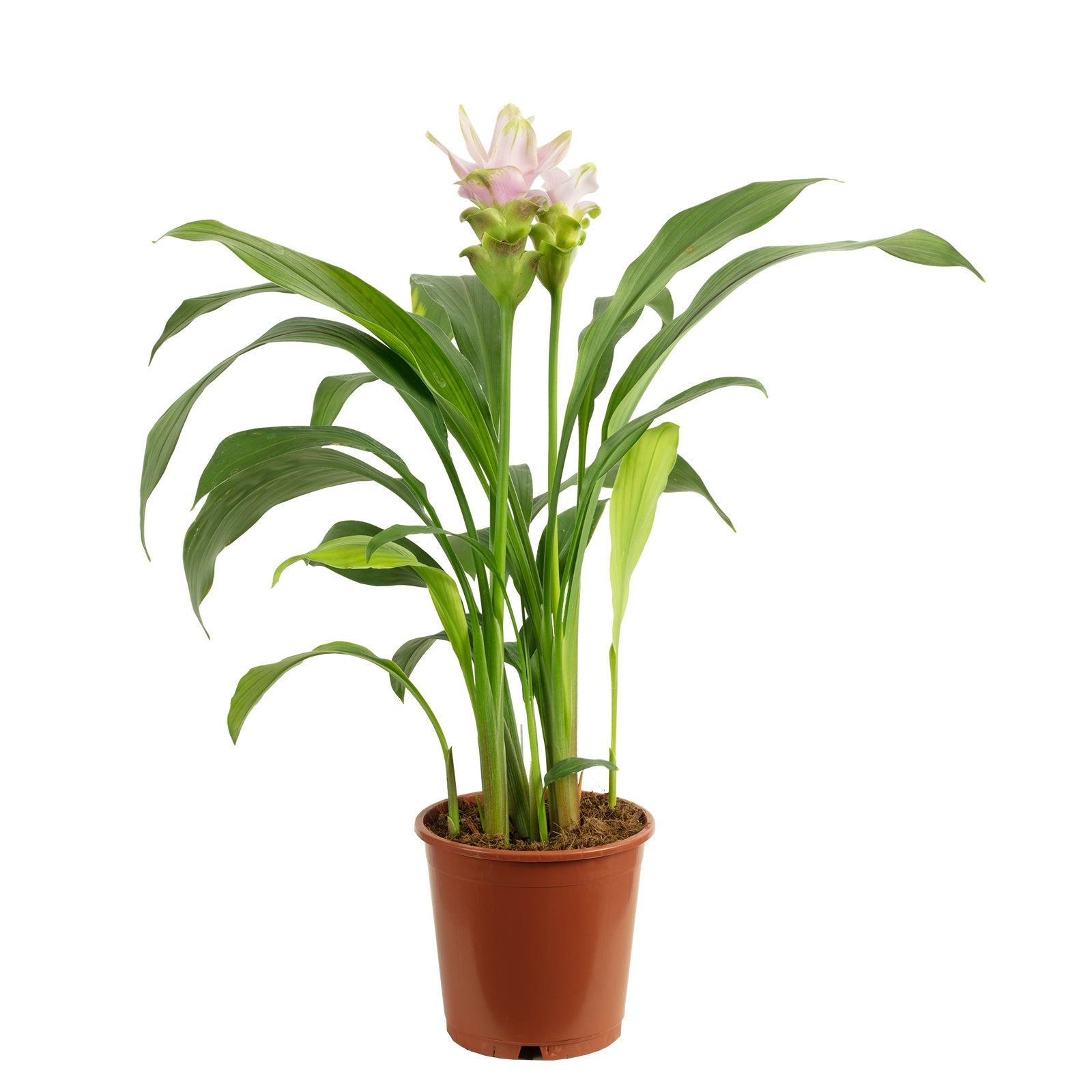 Kurkuma hellrosa - Curcuma alismatifolia 'Siam Sweet' - Höhe ca. 50 cm, Topf-Ø 15 cm