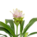 Curcuma rose clair - Curcuma alismatifolia 'Siam Sweet' - hauteur env. 50 cm, diamètre du pot 15 cm