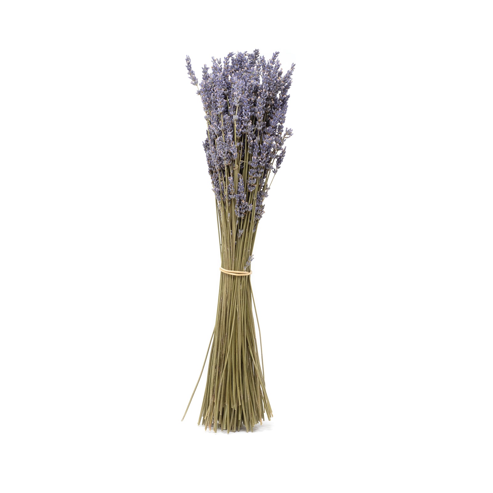 Bunch of purple lavender - Lavandula - stem length approx. 45 cm - dried