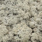 Karton Islandmoos Grau- 500g