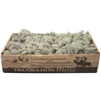 Karton Islandmoos Grau- 500g
