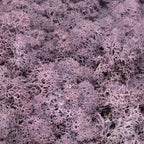 Karton Islandmoos Aubergine - 500g