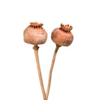 Poppies - approx. 100 pieces - natural