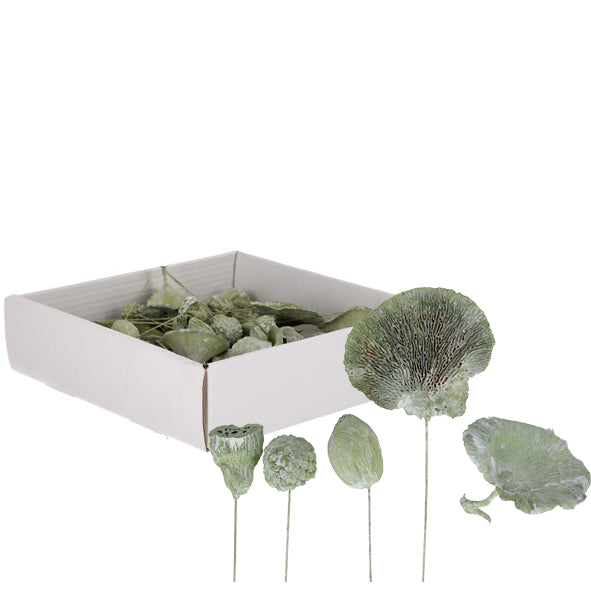 Assortiment de mini plantes exotiques sur fil métallique - 50 pièces - vert givré