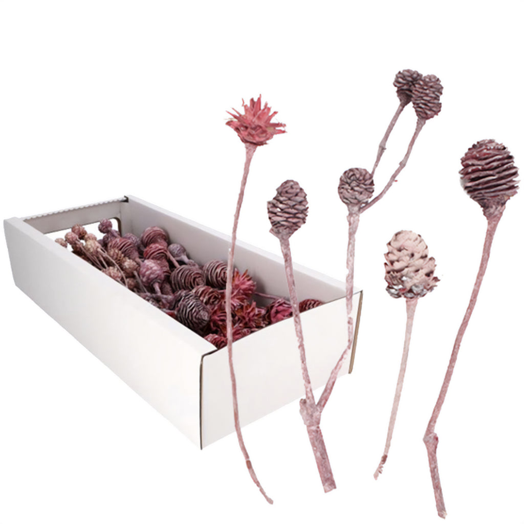 Leucodendron Sortiment FROST - 50 Stück - frost-erika