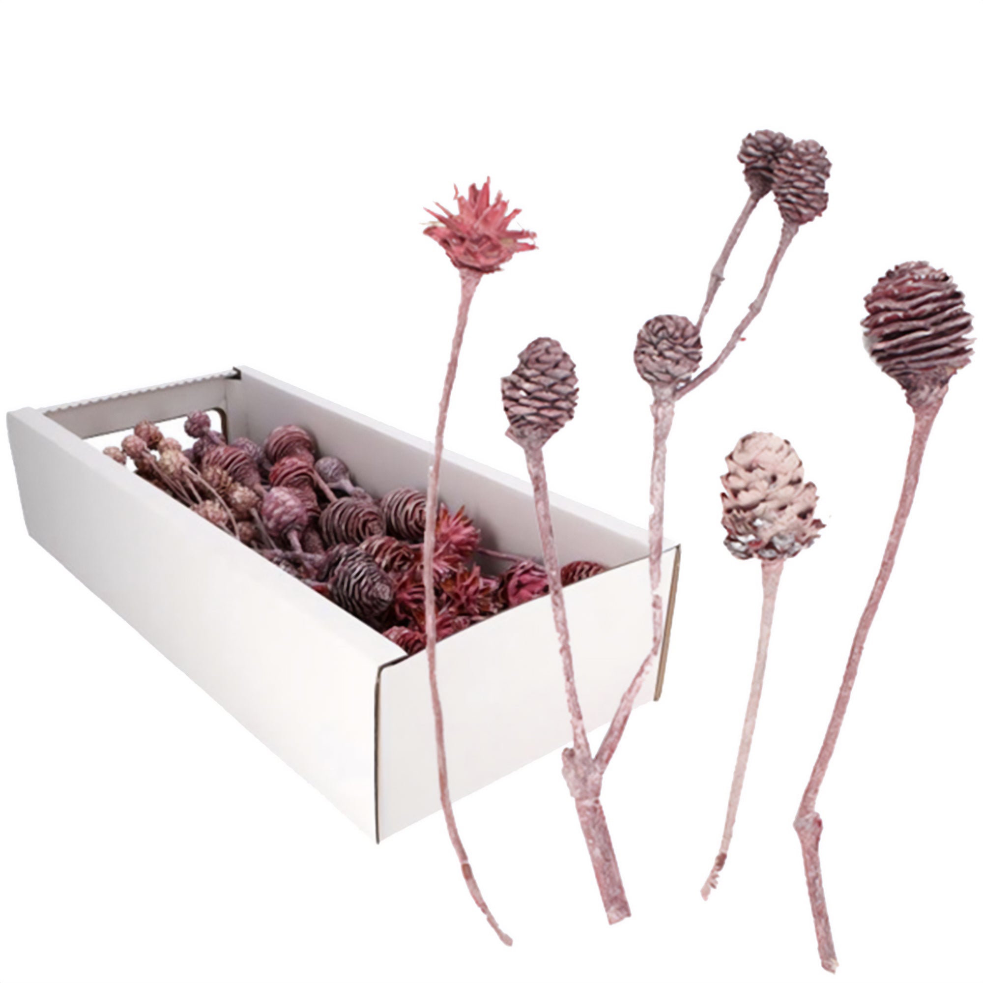 Leucodendron Sortiment FROST - 50 Stück - frost-erika