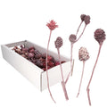 Leucodendron Sortiment FROST - 50 Stück - frost-erika