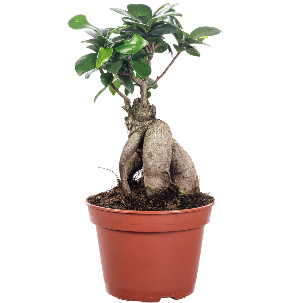 Chinesische Feige - Ficus Ginseng - Höhe ca. 30 cm, Topf-Ø 14 cm