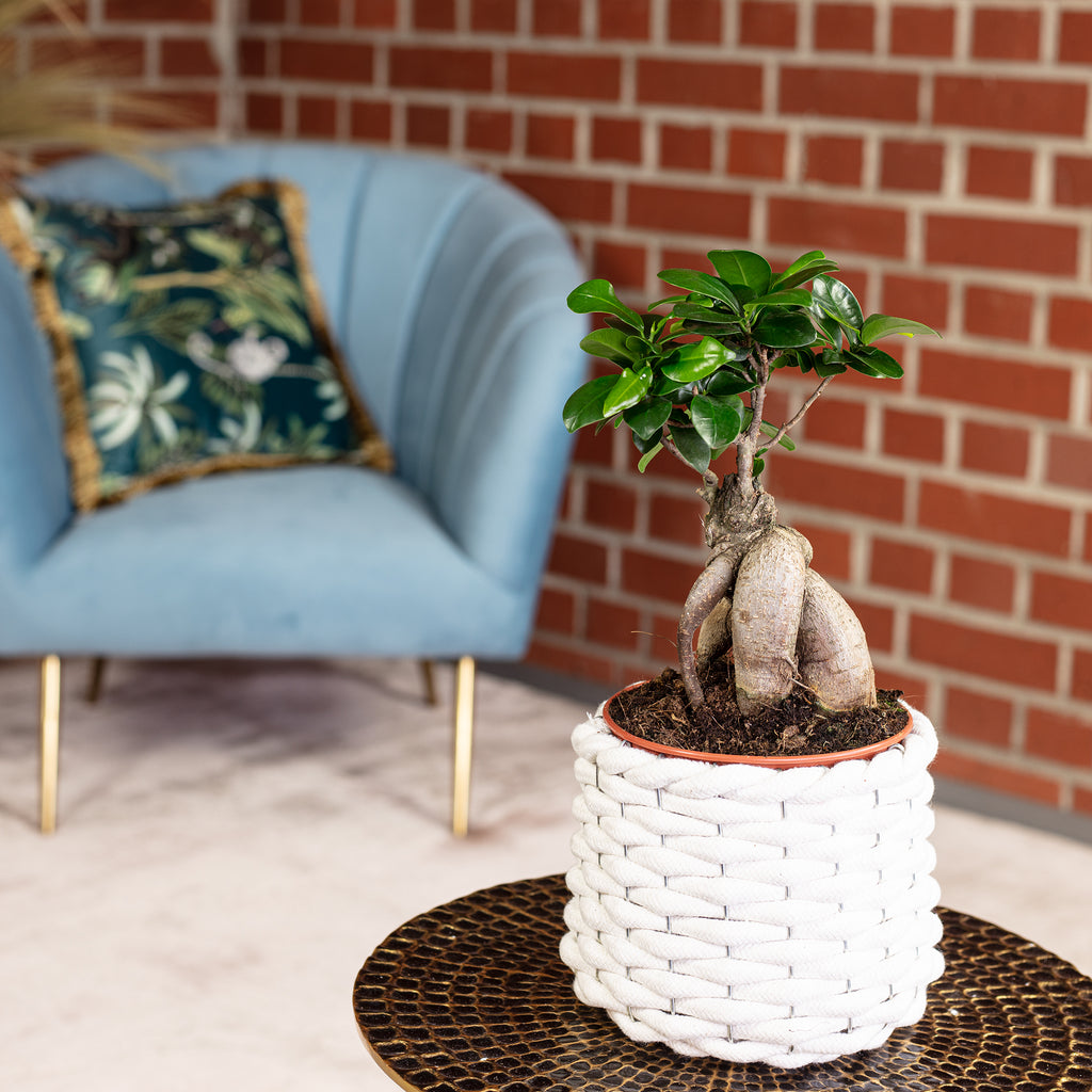 Chinesische Feige - Ficus Ginseng - 30 cm