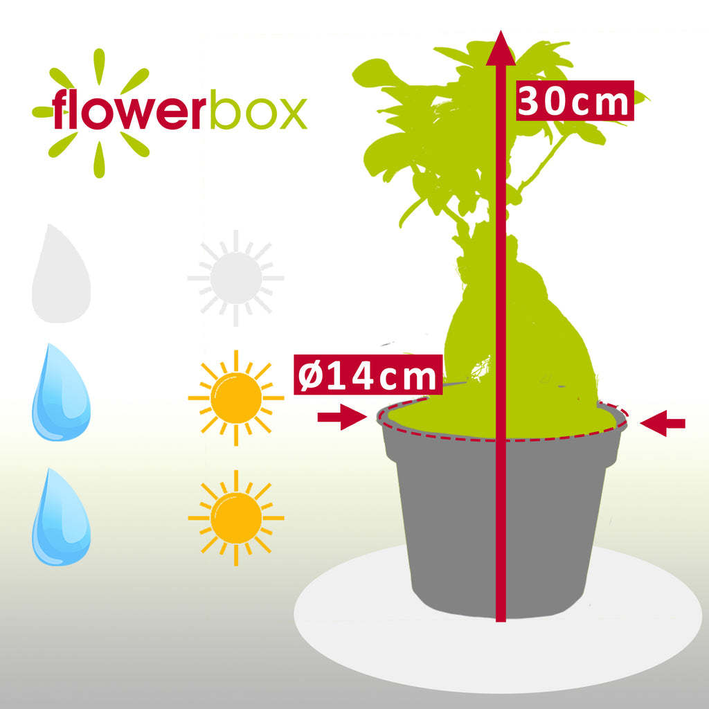 Chinesische Feige - Ficus Ginseng - 30 cm